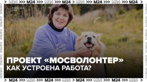 Свыше 90 мероприятий в поддержку животных провели столичные волонтеры - Москва 24