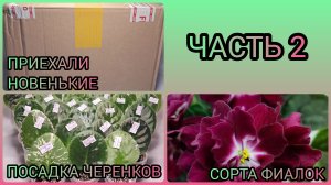 Распаковка посылки (часть2). Сорта фиалок. Посадка черенков.
