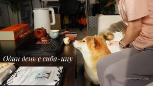 Уютный день | Чайная церемония, домашний пирог | Жизнь с сиба-ину
