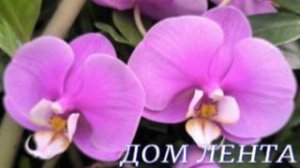 №1188/ ОБЗОР цветов и ОРХИДЕЙ в ДОМ лента