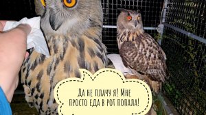 Сова Ёль занята домашними делами и копанием новой ямки - даже поесть забыла!