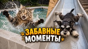 Лапки-Шоу #6 | Лапки в деле