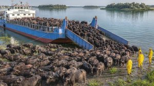 Они выпустили водяных буйволов на мёртвый остров и никто не поверил тому, что произошло.