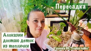 Мои будни. Пересадка алоказий из теплички🪴 Кто же вырос?