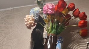 БЕЗ КОТА  и  ЖИЗНЬ НЕ ТА))). СИМБА