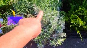 ЖИЗНЬ В СЕЛЕ:ЧАСТЬ1/СЪЕЗДИЛА ПОРАНЬШЕ НА РЫНОК рынок#растения#саженцы#