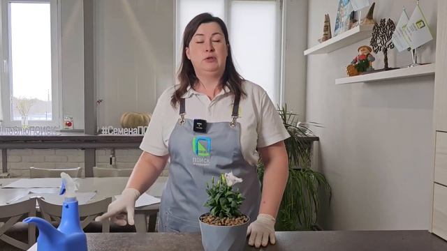 Подкормка для пышного и длительного цветения зустомы.