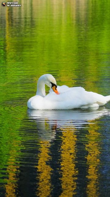 Лебедь и круги на воде. Полюстровские пруды