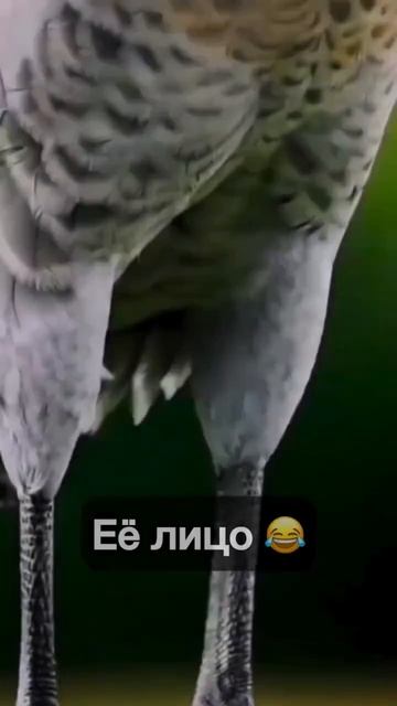Клип @zatropheem