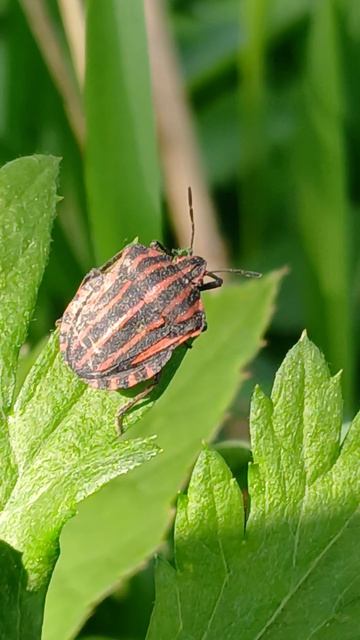 Итальянский клоп-щитник линейчатый, графозома полосатая (Graphosoma lineatum)