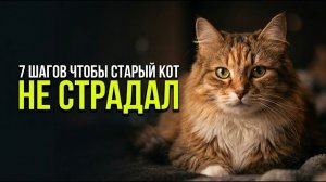 Как правильно ухаживать за пожилой кошкой счастливые годы, а НЕ БОЛЬ
