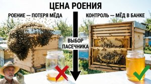 Как остановить роение и не потерять мёд? Алгоритм от профессора Кашковского 🐝📉