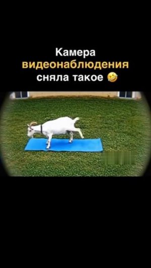 Коза решила заняться йогой