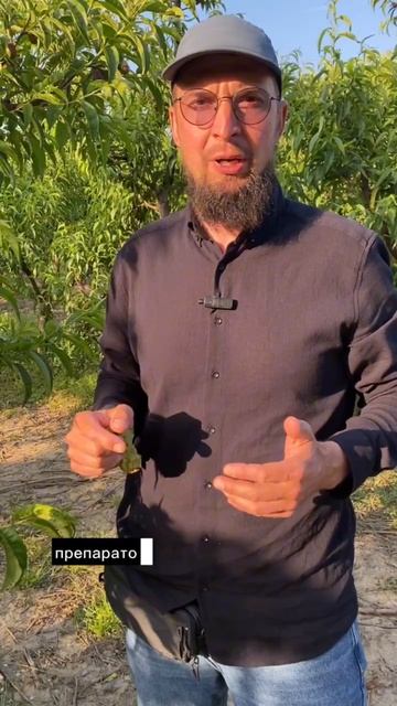 Спасаем персик от курчавости листьев.