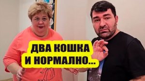 ДВА кошка, этат КОМНАТ и НАРМАЛНА! | ОйЯ УРЖАлочка drive #обзор #юмор #смех