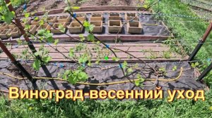 «Виноград - весенний уход.»#сад#огород#дача