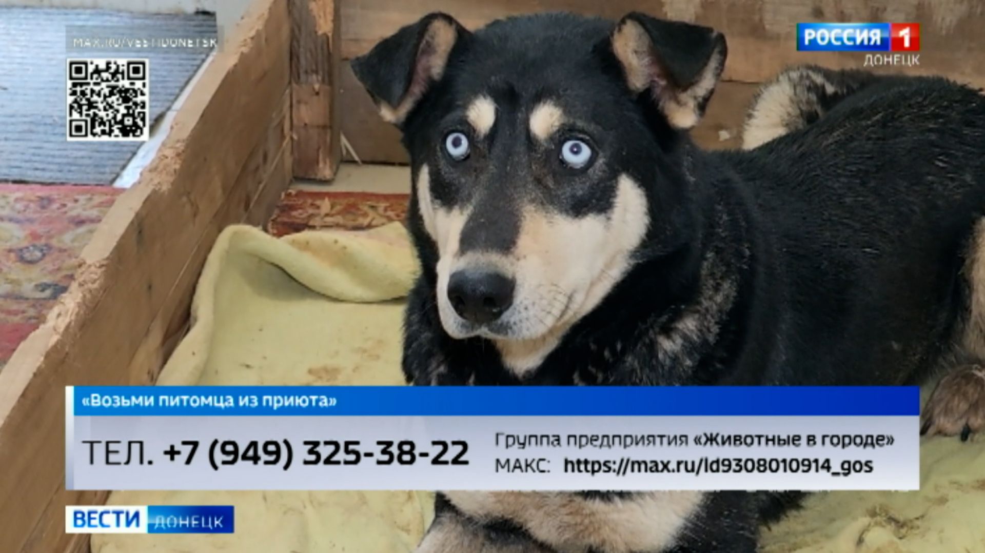 Возьми питомца из приюта. Блэк, Герда, и Милка смотреть онлайн