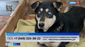 Возьми питомца из приюта. Блэк, Герда, и Милка