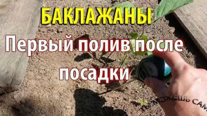 Как поливать БАКЛАЖАНЫ после посадки правильно. Сколько воды? Как часто?
