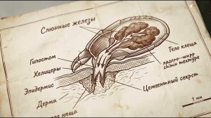 Зачем нужны клещи?🤔