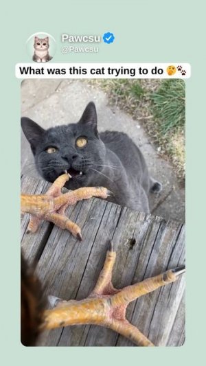 What was this cat trying to do 🤔🐾
