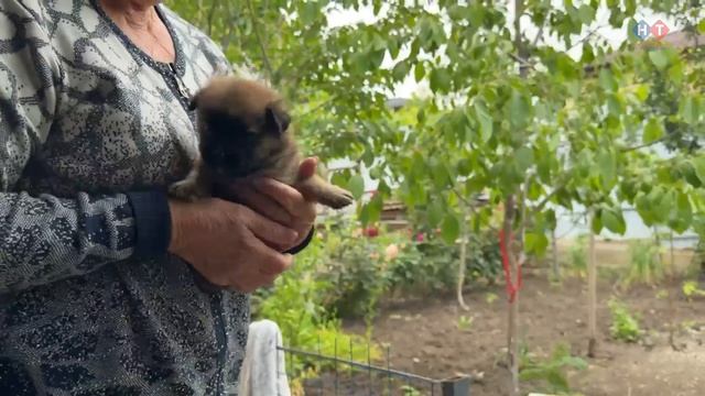 Маленькие щенки ищут дом! смотреть онлайн