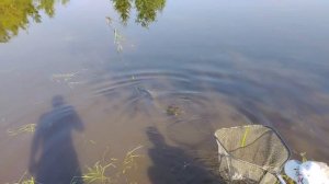 Трофейный Сом Юрия Ивановича 22.05.2026г.