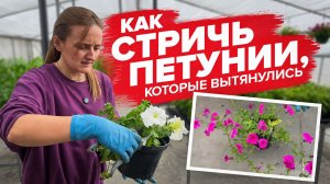 ПЕТУНИИ ВЫТЯНУЛИСЬ. ЧТО ДЕЛАТЬ? ОБРЕЗКА ПЕТУНИЙ, СТРИЖКА