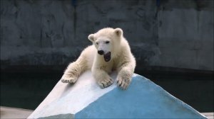 Мишутка ходил, бродил и попросил у мамы молочко 19.05.2026