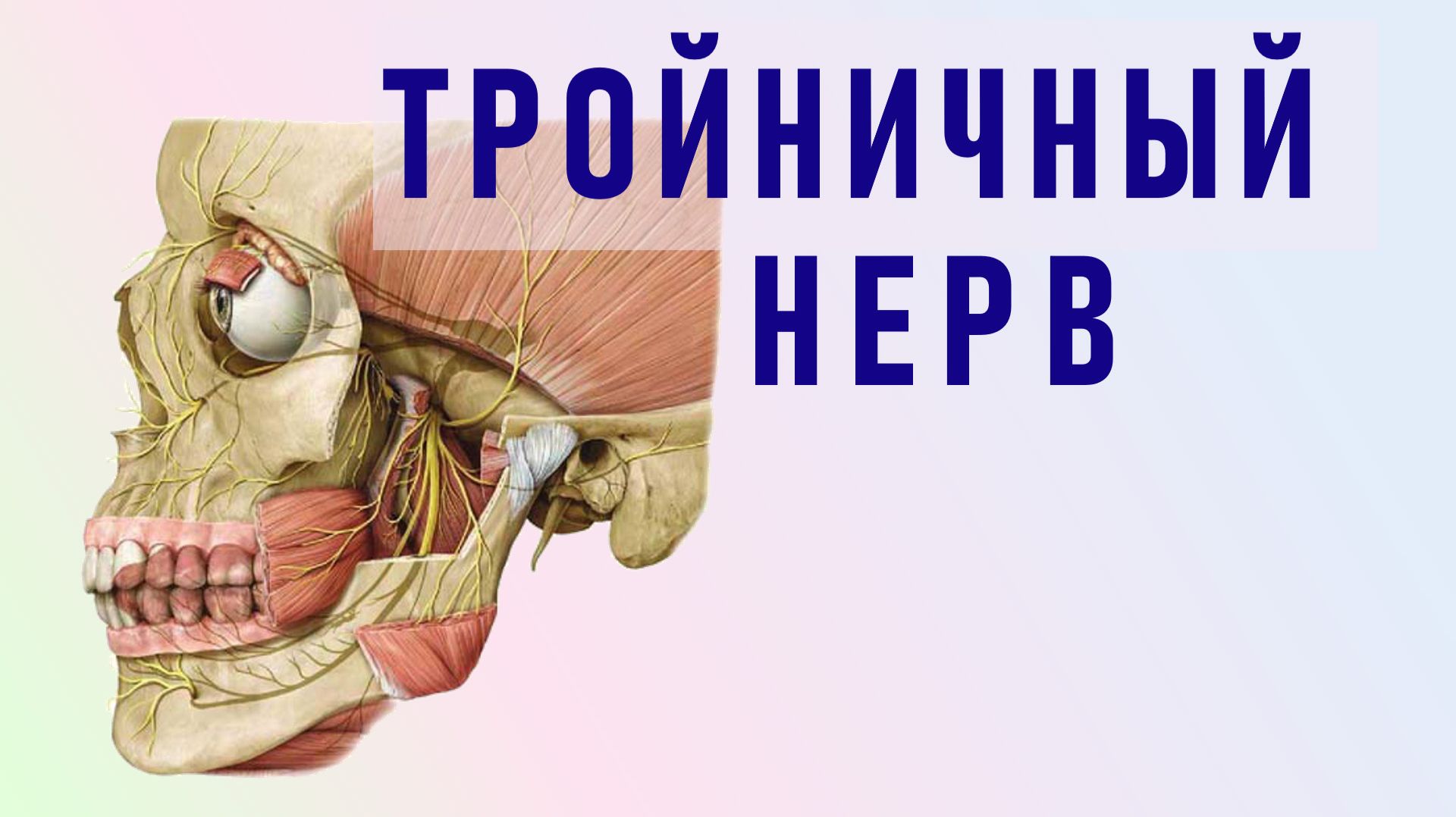 V пара черепных нервов. Тройничный нерв