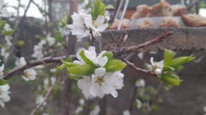 Не могу уйти по Английски...#Сад🌿🌸 расцветает- Божественно❤️красиво/#Покупки как всегда