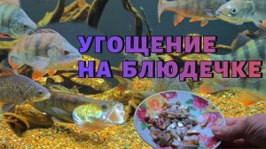 УГОЩЕНИЕ НА БЛЮДЕЧКЕ. КЛЮЮТ ЛИ ОКУНИ НА РЕЗКУ РЫБЫ