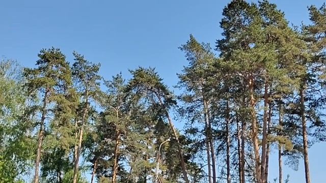УЮТНИК ПУСТЫШКА, ЛЁХА ЗОЛОТО