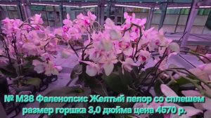 м38