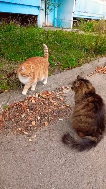 Диско Котэ 🐱😻🐯😜🤪