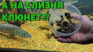 КЛЮНЕТ ЛИ НА СЛИЗНЯ ?