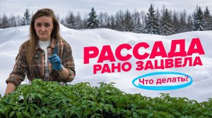 Что делать, если рассада зацвела, а до высадки еще ждать