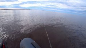 Белое море . Камбала.