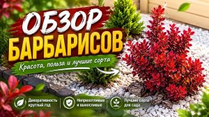 Обзор барбарисов