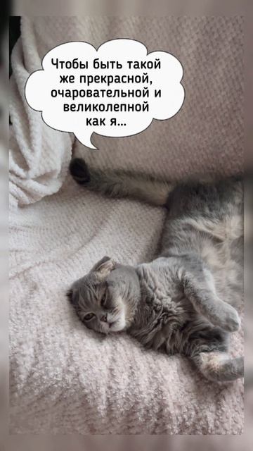 КошКомиксы. Серия 43 «Главный секрет красоты Дестины»