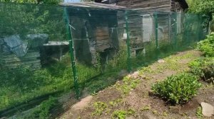 98-Дача..повесили сетку на забор.. Тыква выросла огромная..07.08.22