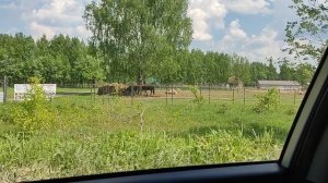 Верблюд лежит и лошади гуляют