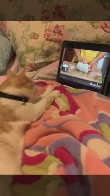 Видео от Tom and Сats / Кот на карте