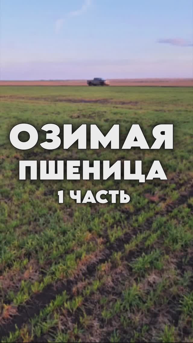 Озимая пшеница. Часть 1. #YogaFerma #AUM #RWA #ферма #органическоеземледелие #русскийфермер #farm