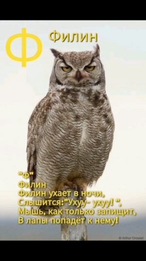 Буква Ф Филин