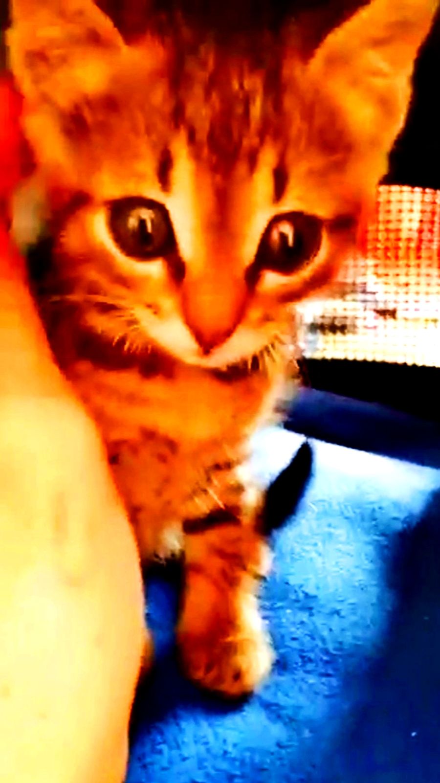 НЕЖНОСТЬ😺 смотреть онлайн