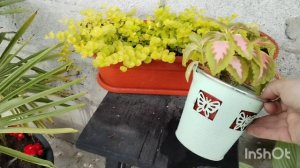 Моё куриное хобби. Незванные гости.  Дождь и потоп. Жизнь на юге.