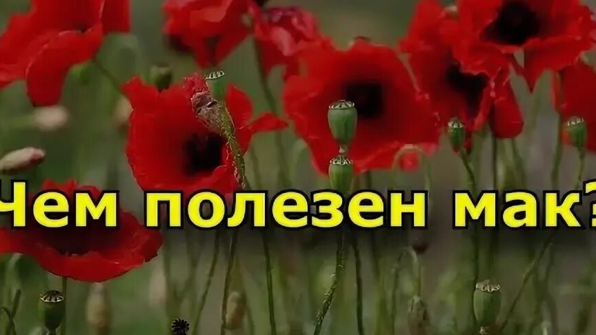 Что будет, если заменить успокоительное горстью мака? Результат вас удивит!!!