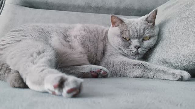Кототерапия смотреть онлайн