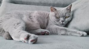Кототерапия